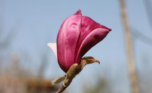 英首相稱(chēng)感染后視力受損