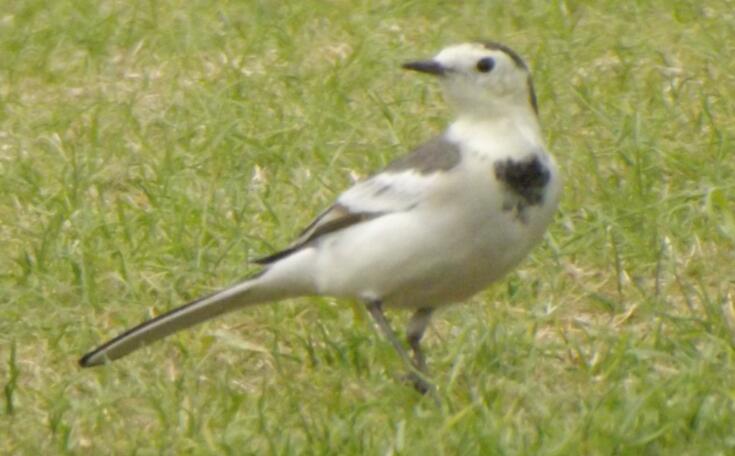 袁姍姍捏文物稱還可以修復