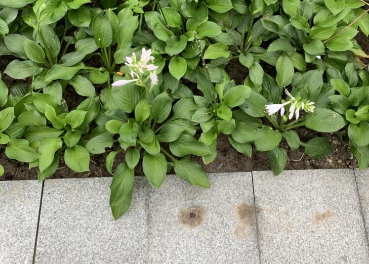 羅漢果的功效與作用