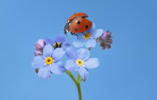 大蒜泡白酒有什么功能