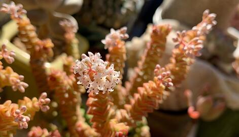 韓國前總統(tǒng)樸槿惠獲特別赦免