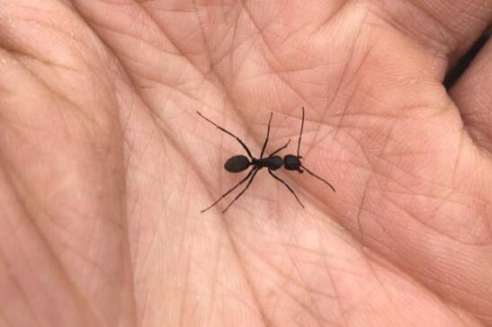 朝鮮決定實行大赦