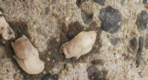 為什么白泥螞被稱海底蝗蟲