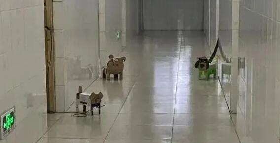 紙盒狗風(fēng)靡中國(guó)高校