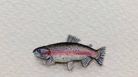 羅非魚是海魚還是河魚