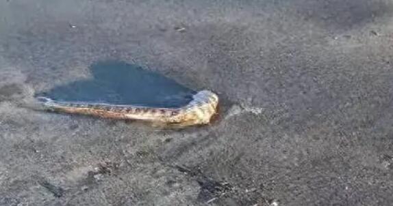 日本北海道海岸現大量沙丁魚尸體