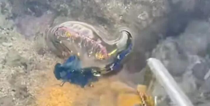 三亞沙灘現多起劇毒水母傷人事件