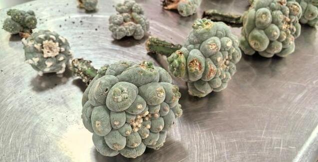 海關截獲十幾株致幻多肉烏羽玉