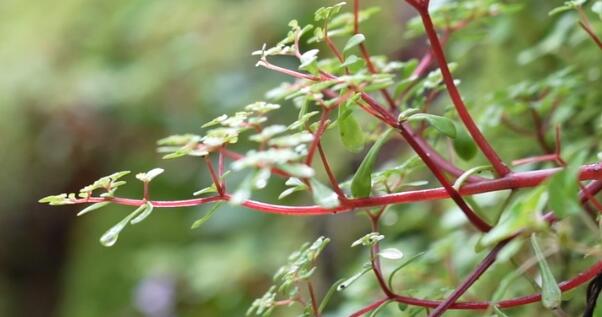 浙江江山發現新物種須女景天