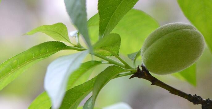 高速收費(fèi)員稱桃子未熟不能走綠通