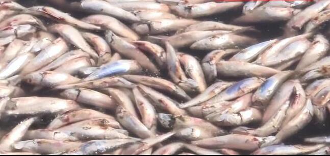 日本北海道再現大量沙丁魚尸體