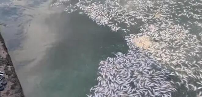 日本北海道再現大量沙丁魚尸體