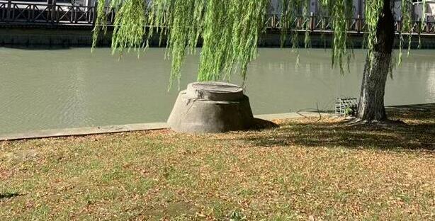 南方潮濕到樹都長出氣生根了