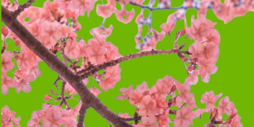 你從十歲插在櫻花上面什么歌